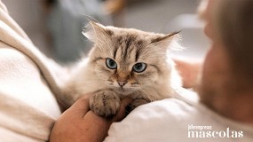 8 de cada 10 espa�oles afirman que el ronroneo de su gato les relaja y les ayuda a reducir el estr�s