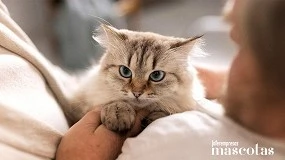 Foto de 8 de cada 10 españoles afirman que el ronroneo de su gato les relaja y les ayuda a reducir el estrés