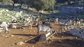 Foto de Se incorpora una nueva explotación gaditana a la asociación de Cabra Payoya