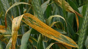 Foto de Cooperativas y FEPEX alertan del d�ficit de soluciones fitosanitarias para sostener la producci�n agraria en Espa�a