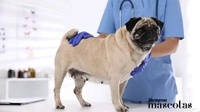 Foto de La exposición canina internacional de mayo hará el test BREATH para evaluar la salud respiratoria de algunas razas