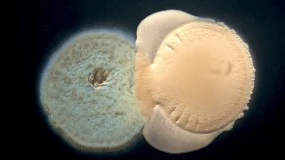 Foto de Investigadores de España y Argentina demuestran la interacción de bacterias para el desarrollo de nuevos bioestimulantes