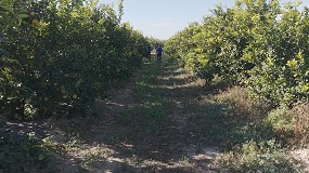 Foto de La campa�a 2025/2026 de lim�n, marcada por la escasez global de producto y precios hist�ricos