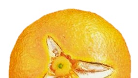 Foto de La Universitat Polit�cnica de Val�ncia descubre c�mo reducir el rajado del fruto en naranjas y mandarinas