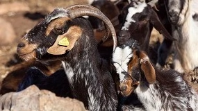 Foto de La Diputación de Cádiz refuerza el futuro de la Cabra Payoya con un nuevo convenio de asesoramiento