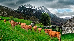 Ternera Asturiana pide medidas �urgentes� ante la escasez de terneros cebados