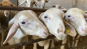 Foto de La DOP Queso de la Serena incluye la raza Lacaune como apta para su producción