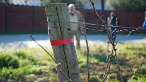 Foto de El proyecto MANSO valida estrategias para mejorar la gestión hídrica del viñedo frente al cambio climático