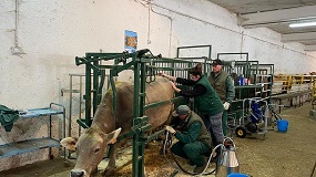 Foto de Hidroxitirosol como estrategia eficaz para reducir la subnutrici�n en vacuno de carne