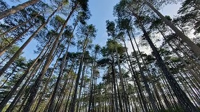 Foto de Reglamento de la UE sobre la deforestación: es hora de abordar las preocupaciones de los productores primarios y las industrias de la UE