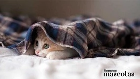 Foto de La innovación en data meteorológica al servicio de la salud animal