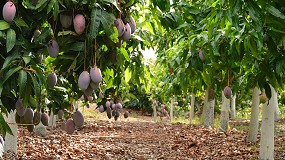 Foto de Expertos y l�deres del sector de subtropicales en Espa�a se re�nen el pr�ximo 5 de mayo en V�lez-M�laga