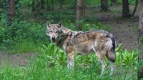 Foto de Madrid renueva las ayudas destinadas a la protección frente a ataques de lobo