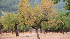 Foto de El proyecto BeXyl presenta recursos de bioseguridad frente a Xylella fastidiosa en el Real Jard�n Bot�nico de Madrid