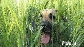 Foto de Espigas: el riesgo invisible del buen tiempo para la salud de los perros
