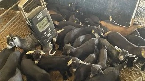 Foto de Extremadura convoca ayudas para el fomento de las razas autóctonas españolas