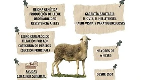 Foto de Agrama mantiene la subasta de Albacete para impulsar la mejora genética de raza Manchega