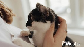 7 de cada 10 espa�oles due�os de gatos se considera 'madre' o 'padre gato': as� es la nueva tendencia de las �pet families�