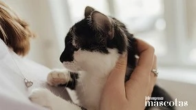 Foto de 7 de cada 10 españoles dueños de gatos se considera 'madre' o 'padre gato': así es la nueva tendencia de las ‘pet families’