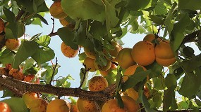 Foto de Europa cosechar� un 6% m�s de albaricoque que la pasada campa�a, pero no alcanzar� su potencial productivo