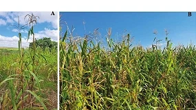 Foto de Impacto potencial de la introducción de teosinte en el cultivo de maíz en la Unión Europea