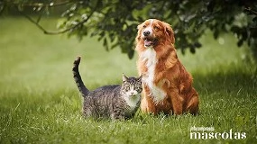 Foto de Primavera sin picores: el ABC de las alergias en perros y gatos que todo tutor debe conocer