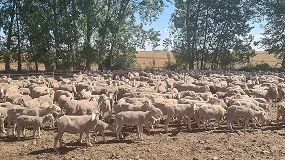 Foto de Actualización de la presencia de resistencias a los fármacos antihelmínticos en el ganado ovino de León y Zamora