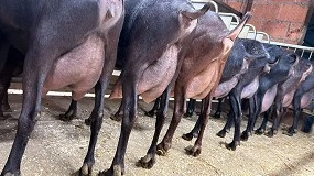 Foto de La caída de la producción acelera el cambio de tendencia y los precios históricos en caprino