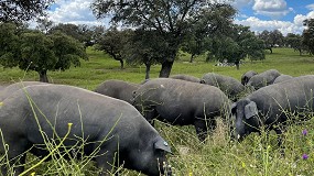 Foto de Los Premios Porc d�Or Ib�rico desvelan las granjas nominadas de su d�cima edici�n