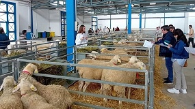 Agrama adjudica el 100% de los sementales de raza Manchega de la subasta de Albacete