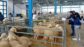 Foto de Agrama adjudica el 100% de los sementales de raza Manchega de la subasta de Albacete