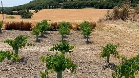 Foto de INCAVI presenta en Suiza un proyecto para recuperar variedades de vid inéditas en la Alta Segarra
