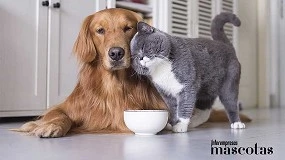 Foto de Boehringer Ingelheim impulsa un webinar sobre diagnóstico y manejo de leptospirosis canina y leucemia felina