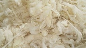 Foto de La Comunidad Valenciana impulsa el uso de lana de oveja como fertilizante en suelos agrícolas