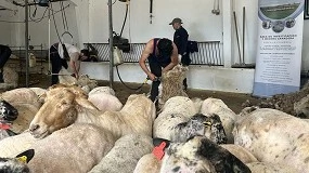 Foto de Madrid organiza una jornada de esquileo con más de 300 ovejas de razas autóctonas