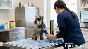 Foto de Caniche, schnauzer miniatura y teckel, entre las razas con mayor predisposición a la hipertensión canina
