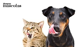 Foto de Cinco claves para elegir el comedero y bebedero adecuado para perros y gatos y mejorar su bienestar diario