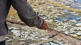 Foto de Parlamento Europeu quer garantir espa�o mar�timo para pescas e aquacultura