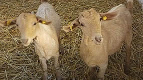 Foto de Cabrama incorpora nuevos sementales para el programa de inseminación artificial