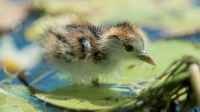 Foto de Veolia cumple diez a�os monitoreando biodiversidad en sus instalaciones en Espa�a