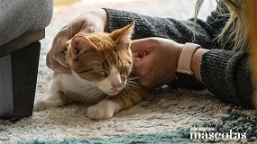 Foto de Cat In a Flat, plataforma especializada en el cuidado de gatos, llega a España
