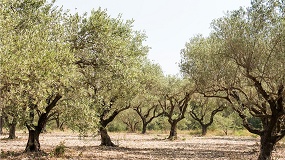M�s toneladas, menos beneficio: la paradoja del olivar espa�ol