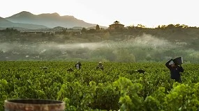 Foto de Rioja fija para la vendimia de 2026 un rendimiento del 90% en uva tinta y del 100% en blanca