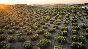 Foto de COAG reclama al Gobierno la bajada de los módulos del olivar por la subida de costes