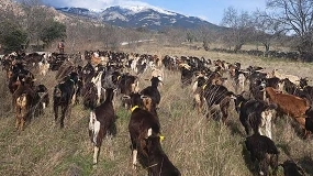 Foto de Soto del Real apuesta por el pastoreo de cabras para desbrozar zonas verdes