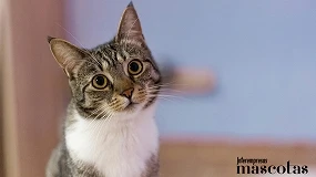 Foto de Objetivo ronroneo: haz que tu gato sea feliz desde su primer día en casa