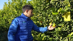 Foto de El MAPA publica las �rdenes que homologan los contratos-tipo de limones y pomelos para las tres pr�ximas campa�as
