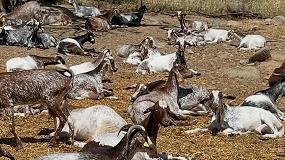Foto de Acriflor suma una nueva ganadería de raza Florida en la provincia de Badajoz