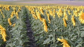 Foto de La campaña de girasol en Andalucía comienza con buenas previsiones y predominio del alto oleico