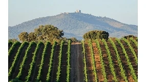 Foto de Vinhos do Alentejo geram 1,45 mil milh�es de euros e apostam na tecnologia para refor�ar lideran�a
